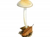 Hygrophorus discoxanthus (Yellowing Woodwax) FU015