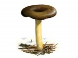 Hygrophorus hypothejus (Herald of Winter) FU010