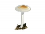 Hygrophorus lindtneri FU016