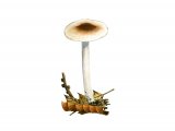 Hygrophorus mesotephrus (Ashen Woodwax) FU003