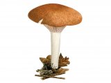 Hygrophorus nemoreus (Oak Woodwax) FU009