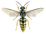 IH068 - German Wasp female (Vespula germanica)