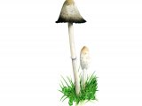 Coprinus comatus (Shaggy Inkcap) FU001