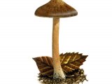 Inocybe assimilata FU019