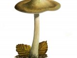 Inocybe corydalina (Greenflush Firecap) FU001