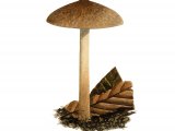 Inocybe curvipes FU31