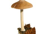 Inocybe grammata FU039