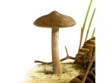 Inocybe lacera (Torn Fibrecap) FU010