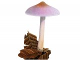 Inocybe lilacina (Lilac Fribrecap) FU29