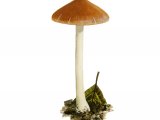 Inocybe mixtilis FU48