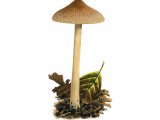 Inocybe phaeodisca FU012