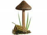 Inocybe pusia FU014