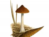 Inocybe posterula FU30