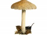 Inocybe sindonia FU27