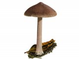 Inocybe tabacina FU41