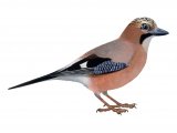 Jay (Garrulus glandarius) BD0347