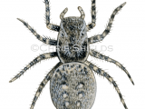 Jumping Spider (Aelurillus v-insignitus) SP0126