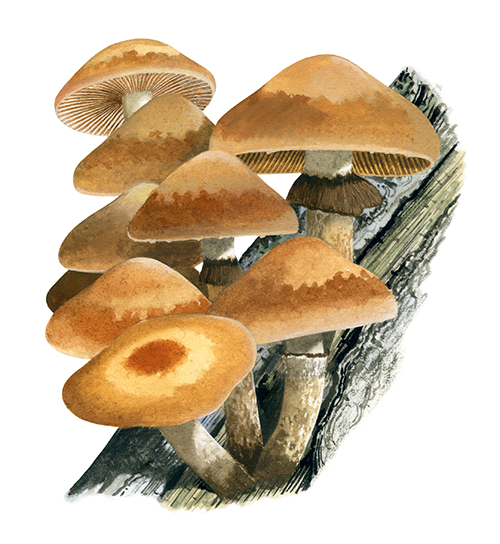 Kuehneromyces leucolepidotus (Mottlegills) FU039