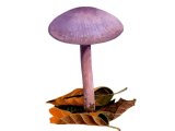 Laccaria amethystina (Amethyst Deceiver) FU001