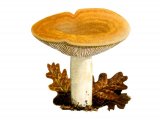 Lactarius acerrimus FU001