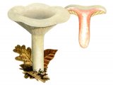 Lactarius acris FU002