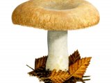 Lactarius citriolens FU006