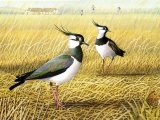 Lapwing (Vanellus vanellus) BD0361