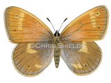 Large Heath female (Coenonympha tullia scotica) L0105