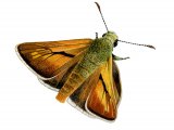 Large Skipper (Ochlodes venatus) IN003