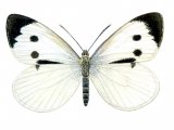 Large White (Pieris brassicae) IN001