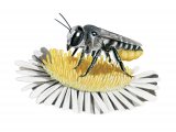 Leaf-cutting Bee (Megachile ligniseca) IN003