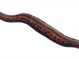 Medical Leech (Hirudo medicinalis) OS002