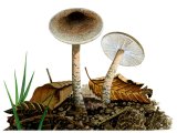 Lepiota grangei (Green Dapperling) FU032