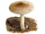 Lepiota ochraceofulva FU025