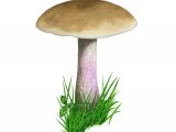 Lepista saeva (Field Blewit) FU001