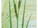 Lesser Pond Sedge (Carex Acutiformis) BT0283