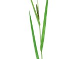 Lesser Pond Sedge (Carex acutiformis) BT0248