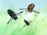 Lesser Water Boatmen (Corixa and Cymatia) IN001