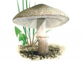 Leucoagaricus barssii FU001