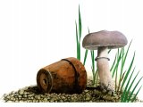 Leucoagaricus carneifolis FU008