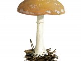 Leucocortinarius bulbiger (White Webcap) FU001