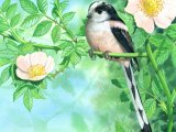 Long-tailed Tit (Aegithalos caudatus) BD0364