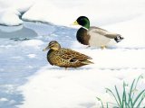 Mallards (Anas platyrhyncho) BD0367