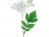 Meadowsweet (Filipendula ulmaria) BT0254