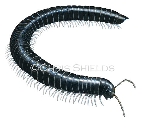 Millipede (Tachypodoiulus niger) TA007