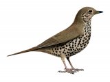 Mistle Thrush (Turdus viscivorus) BD0370