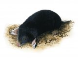 Mole (Talpa europaea) M002