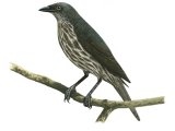 Moluccan Starling (immature) Aplonis mysolensis BD0035