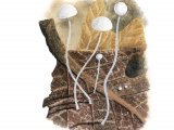 Mycena polyadelpha FU003