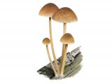 Mycena renati (Beautiful Bonnet) FU006